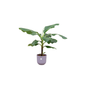 Combi deal en pot Ø23cm. Plante verte type Combi deal, livrée en pot, idéale pour intérieur lumineux.