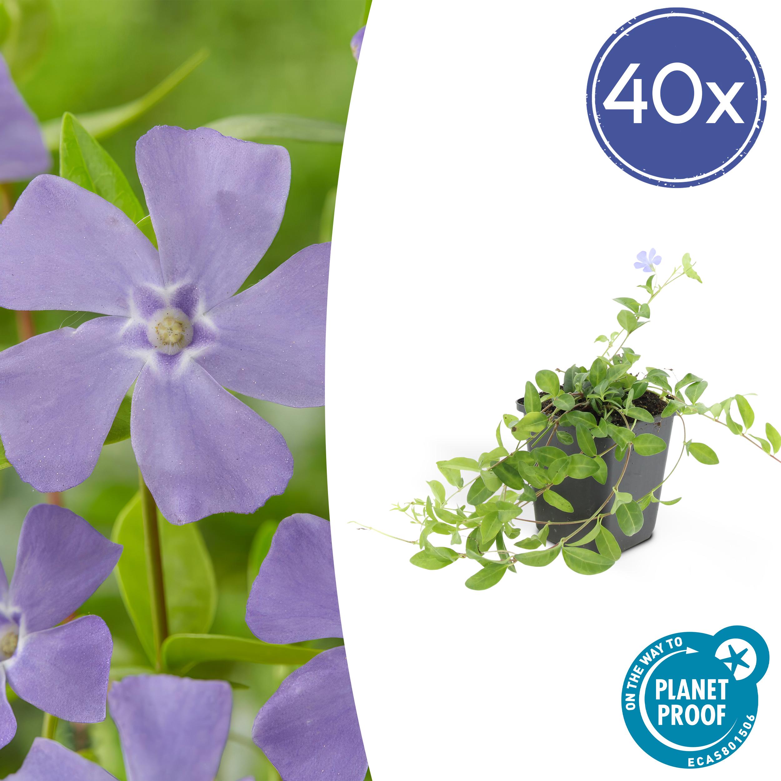 40x Vinca minor 'La Grave' en pot Ø9cm  Hauteur 10cm. Plante verte type 40x Vinca minor 'La Grave', livrée en pot, idéale pour intérieur lumineux.