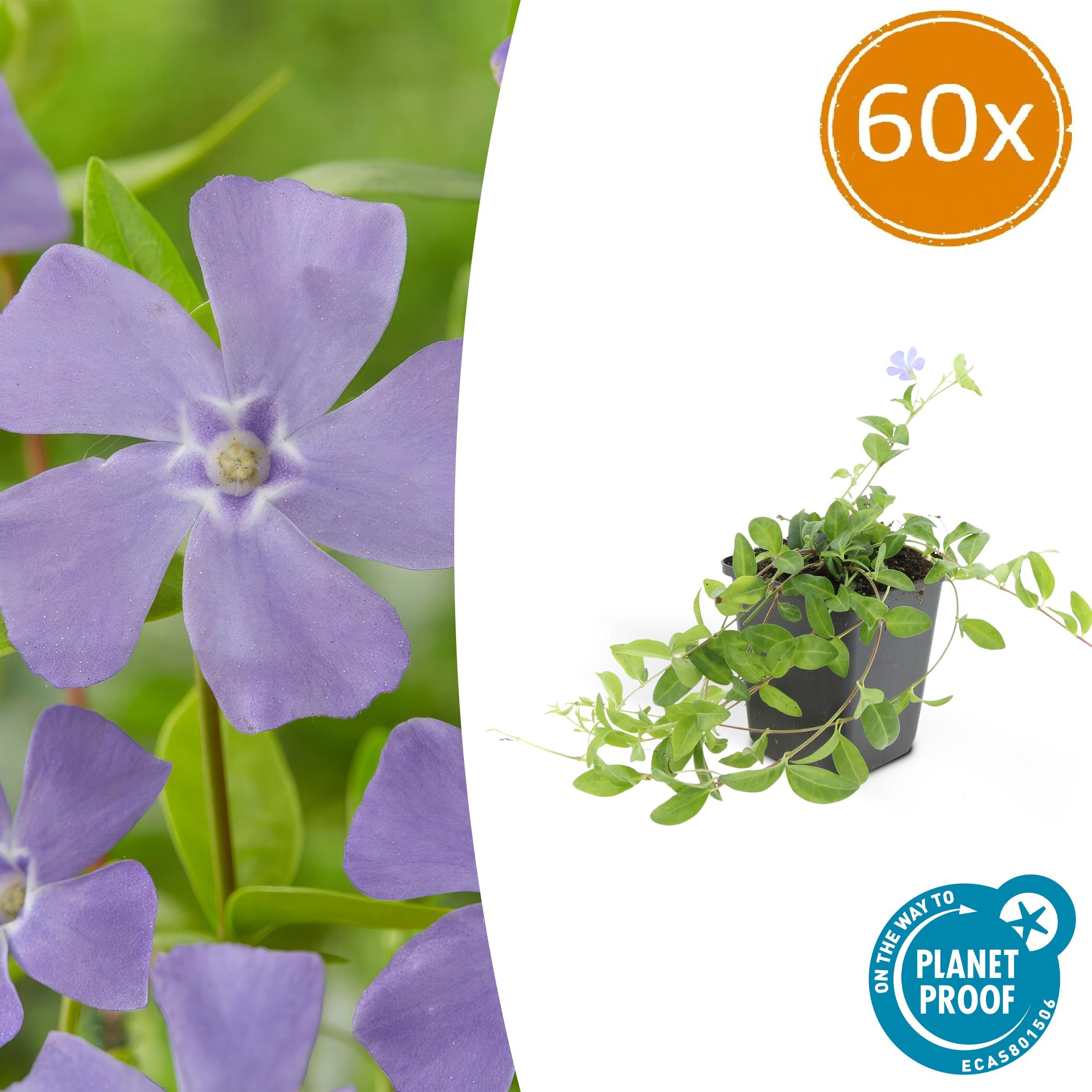 60x Vinca minor 'La Grave' en pot Ø9cm  Hauteur 10cm. Plante verte type 60x Vinca minor 'La Grave', livrée en pot, idéale pour intérieur lumineux.