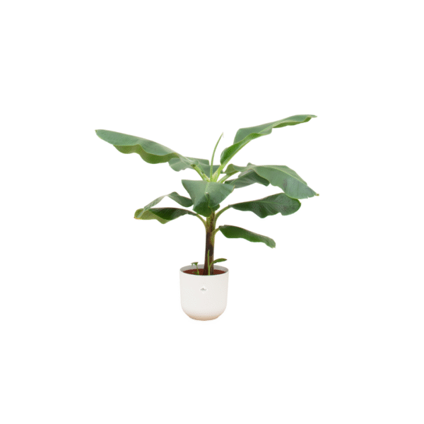 Combi deal en pot Ø23cm. Plante verte type Combi deal, livrée en pot, idéale pour intérieur lumineux.