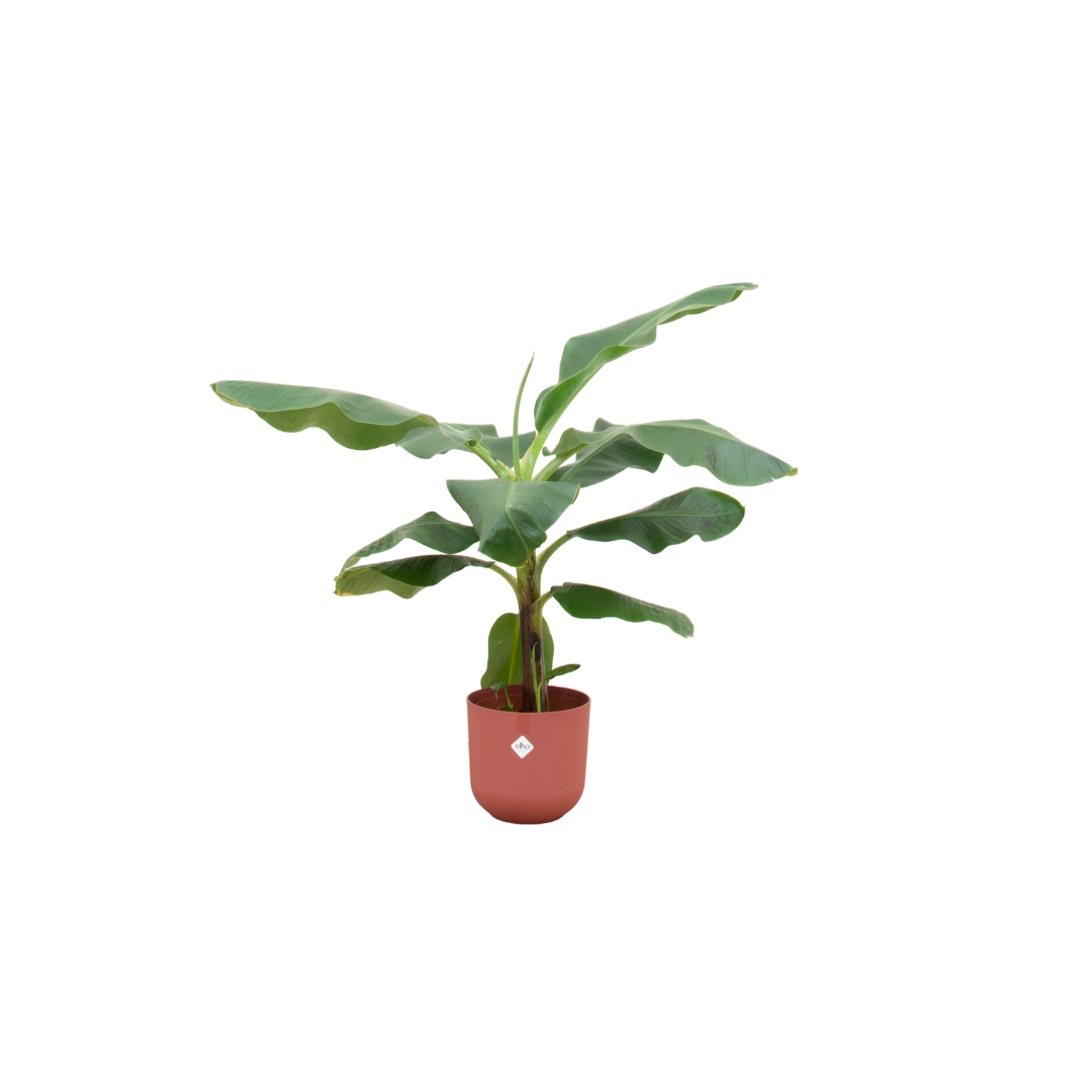 Combi deal en pot Ø23cm. Plante verte type Combi deal, livrée en pot, idéale pour intérieur lumineux.