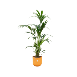 Combi deal en pot Ø26cm. Plante verte type Combi deal, livrée en pot, idéale pour intérieur lumineux.
