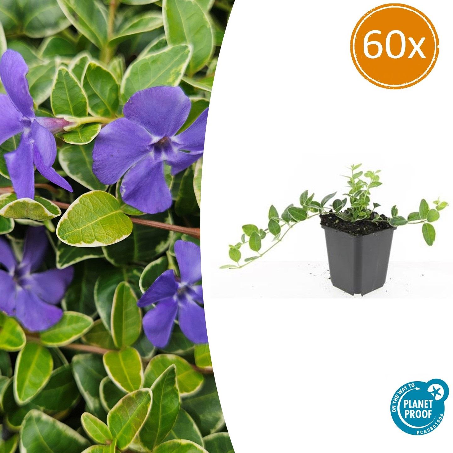 60x Vinca minor 'Ralph Shugert' en pot Ø9cm  Hauteur 10cm. Plante verte type 60x Vinca minor 'Ralph Shugert', livrée en pot, idéale pour intérieur lumineux.