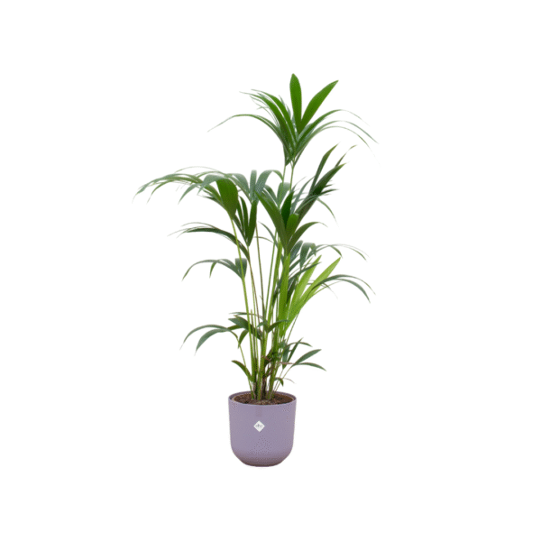 Combi deal en pot Ø26cm. Plante verte type Combi deal, livrée en pot, idéale pour intérieur lumineux.
