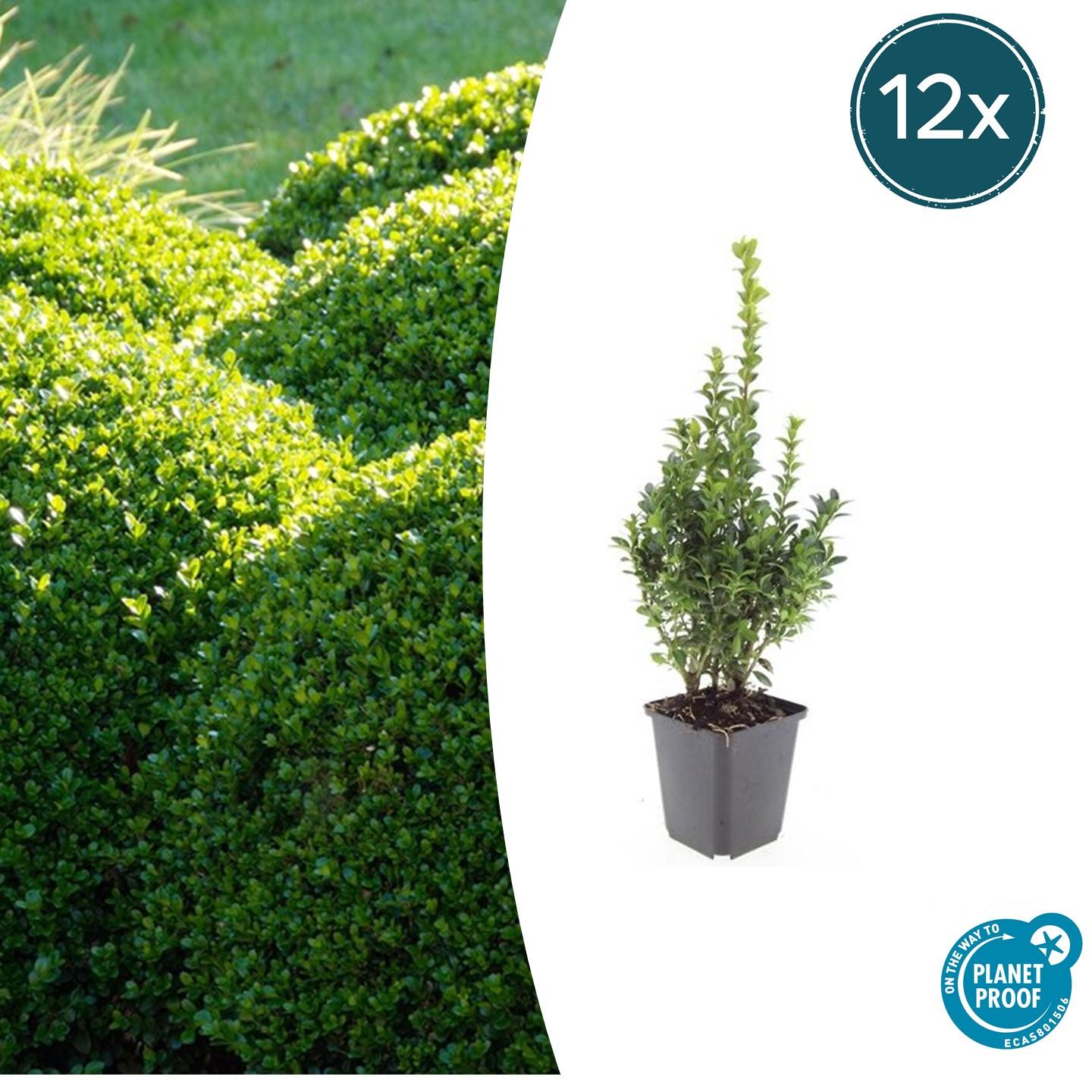 12x Buxus Sempervirens en pot Ø9cm  Hauteur 10cm. Plante verte type 12x Buxus Sempervirens, livrée en pot, idéale pour intérieur lumineux.
