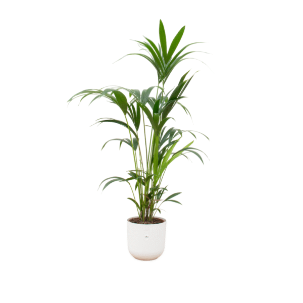 Combi deal en pot Ø26cm. Plante verte type Combi deal, livrée en pot, idéale pour intérieur lumineux.