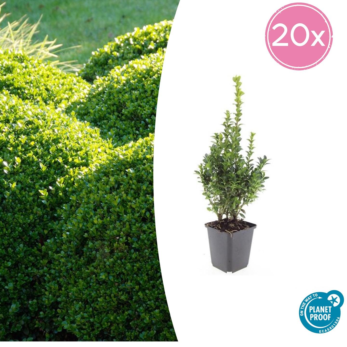 20x Buxus Sempervirens en pot Ø9cm  Hauteur 10cm. Plante verte type 20x Buxus Sempervirens, livrée en pot, idéale pour intérieur lumineux.