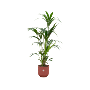 Combi deal en pot Ø26cm. Plante verte type Combi deal, livrée en pot, idéale pour intérieur lumineux.