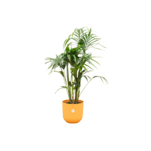 Combi deal en pot Ø26cm. Plante verte type Combi deal, livrée en pot, idéale pour intérieur lumineux.
