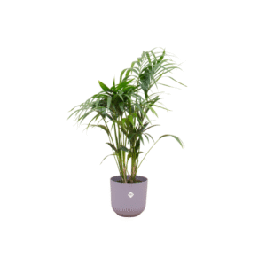 Combi deal en pot Ø26cm. Plante verte type Combi deal, livrée en pot, idéale pour intérieur lumineux.