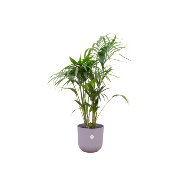 Combi deal en pot Ø26cm. Plante verte type Combi deal, livrée en pot, idéale pour intérieur lumineux.