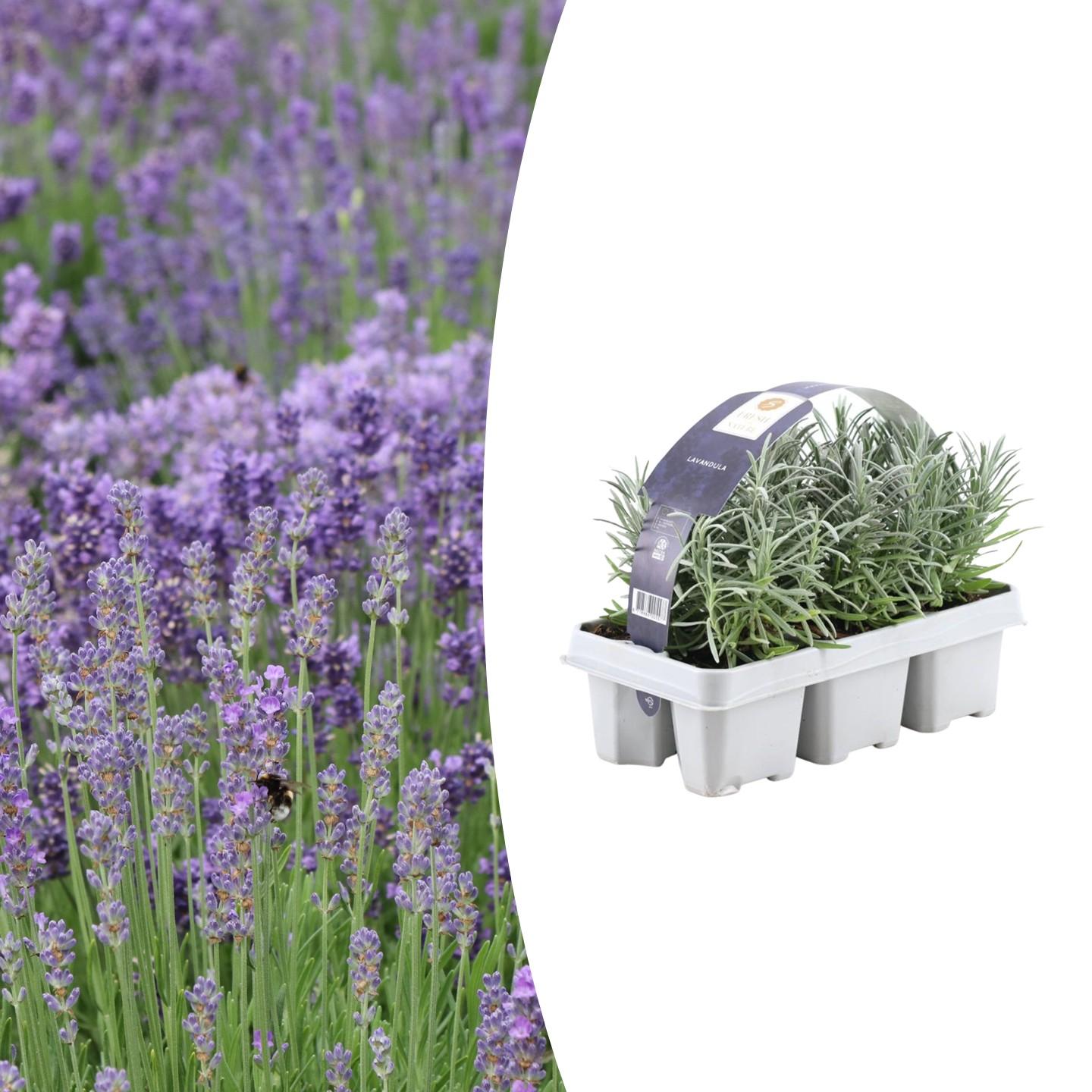 1x 6 pack Lavendel angustifolia en pot Ø7cm  Hauteur 15cm. Plante verte type 1x 6 pack Lavendel angustifolia, livrée en pot, idéale pour intérieur lumineux.