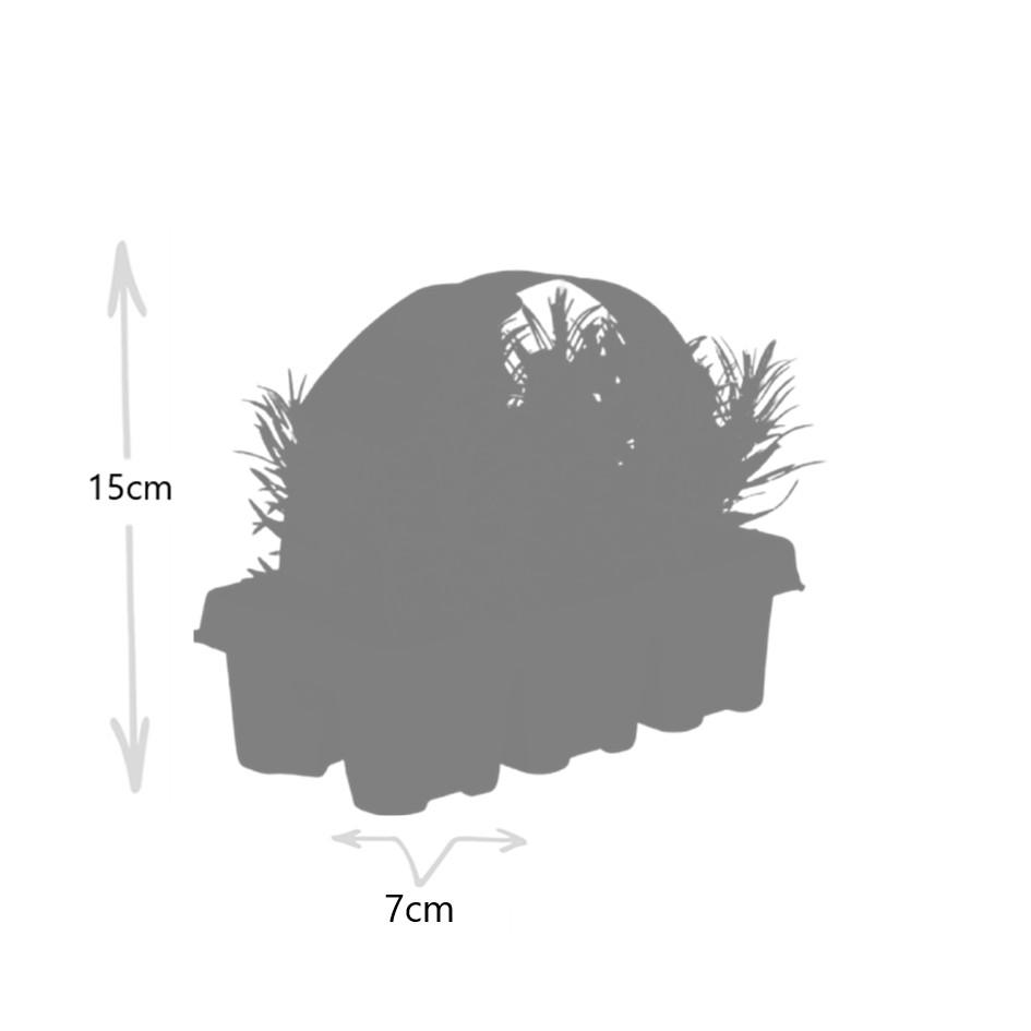 1x 6 pack Lavendel angustifolia en pot Ø7cm  Hauteur 15cm. Plante verte type 1x 6 pack Lavendel angustifolia, livrée en pot, idéale pour intérieur lumineux. – Image 4