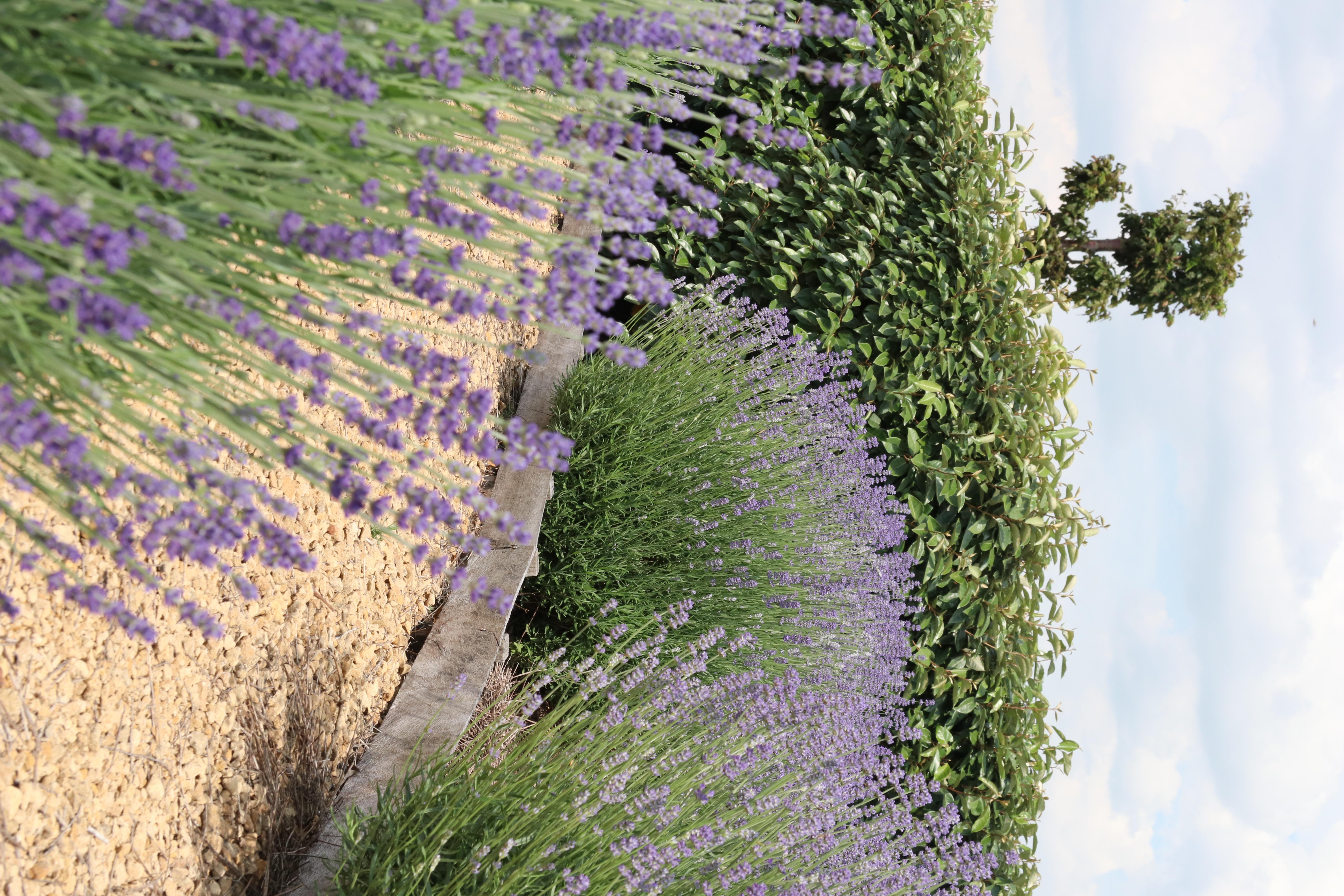 1x 6 pack Lavendel angustifolia en pot Ø7cm  Hauteur 15cm. Plante verte type 1x 6 pack Lavendel angustifolia, livrée en pot, idéale pour intérieur lumineux. – Image 5