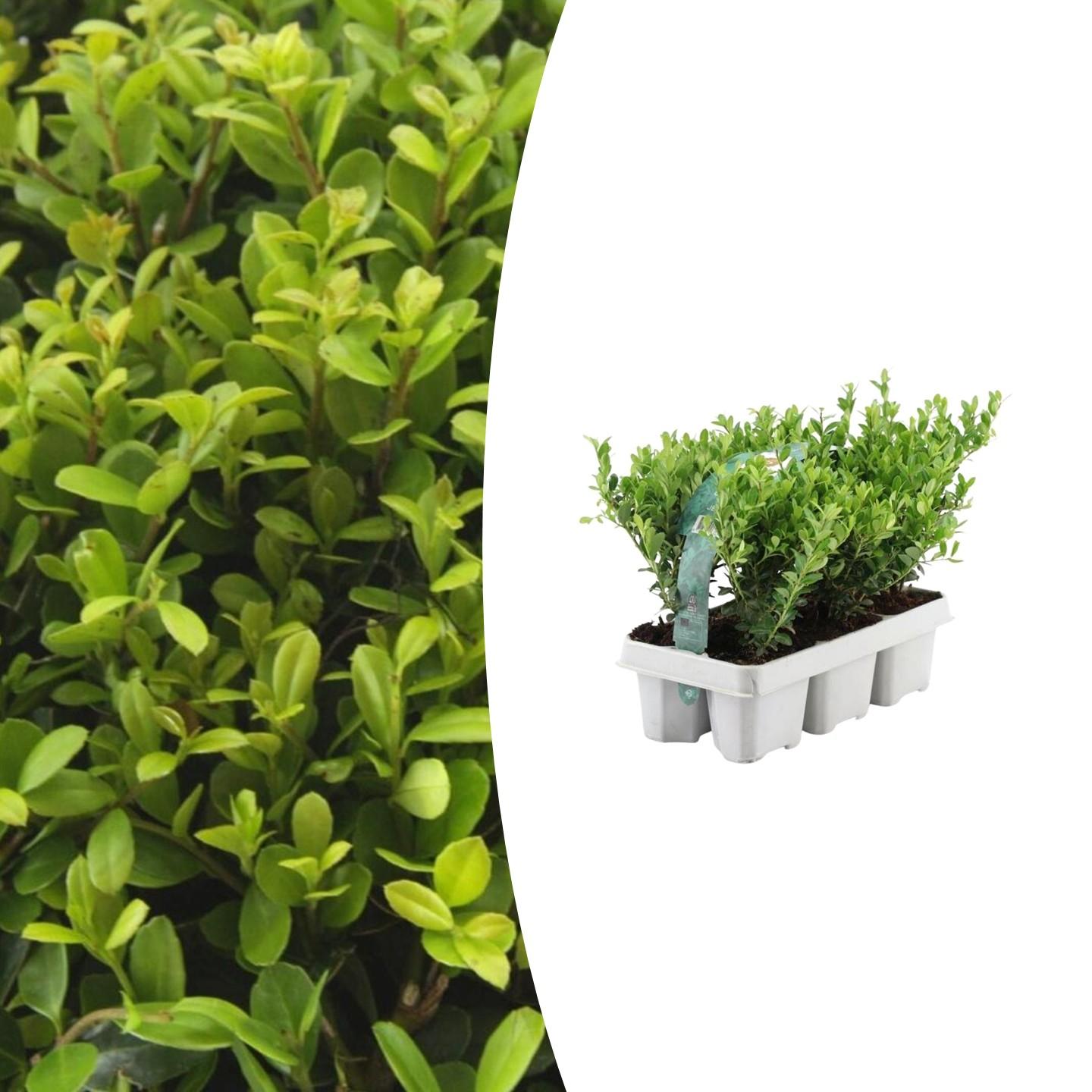 1x 6 pack Ilex crenata 'Jenny' en pot Ø7cm  Hauteur 15cm. Plante verte type 1x 6 pack Ilex crenata 'Jenny', livrée en pot, idéale pour intérieur lumineux.