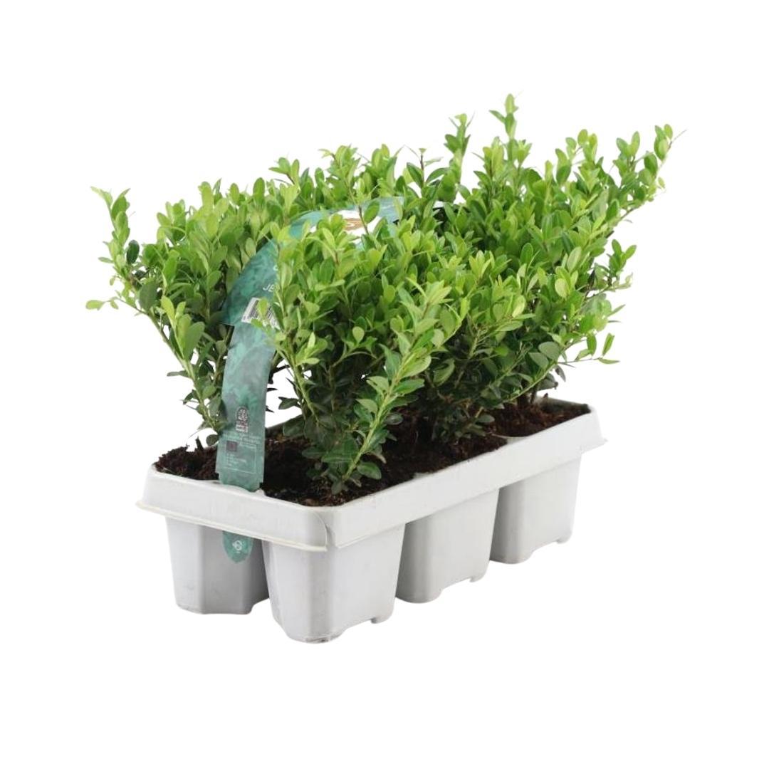 1x 6 pack Ilex crenata 'Jenny' en pot Ø7cm  Hauteur 15cm. Plante verte type 1x 6 pack Ilex crenata 'Jenny', livrée en pot, idéale pour intérieur lumineux. – Image 2