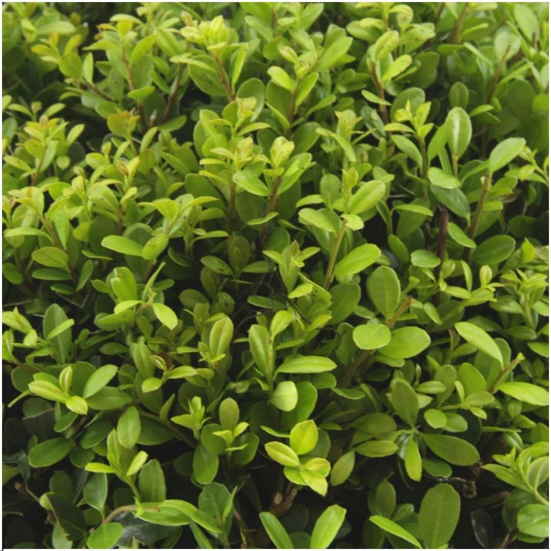 1x 6 pack Ilex crenata 'Jenny' en pot Ø7cm  Hauteur 15cm. Plante verte type 1x 6 pack Ilex crenata 'Jenny', livrée en pot, idéale pour intérieur lumineux. – Image 4