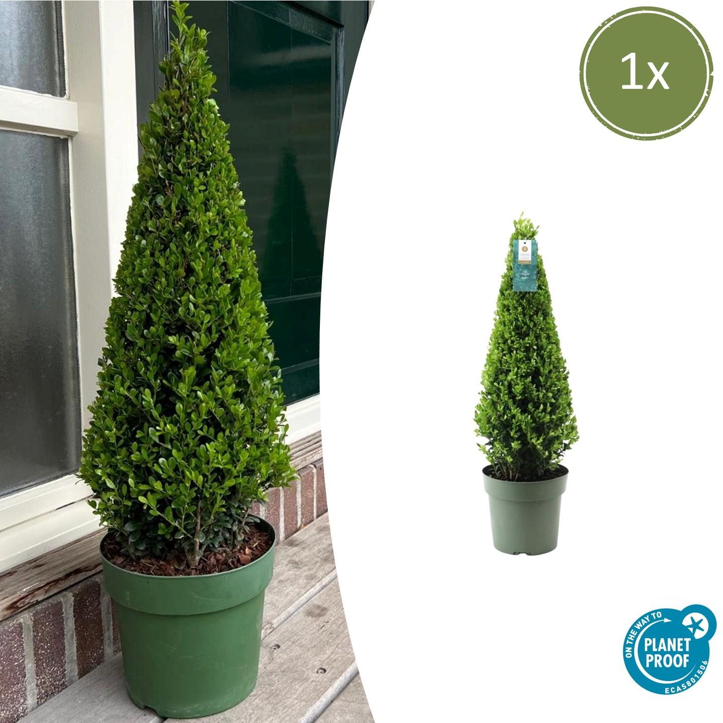 1x Ilex piramide 55 cm hoog | Ø 21 cm en pot. Plante verte type 1x Ilex piramide 55 cm hoog | Ø 21 cm, livrée en pot, idéale pour intérieur lumineux.
