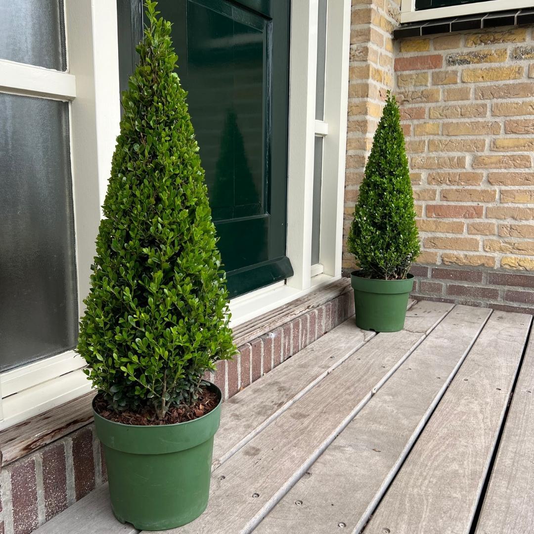 1x Ilex piramide 55 cm hoog | Ø 21 cm en pot. Plante verte type 1x Ilex piramide 55 cm hoog | Ø 21 cm, livrée en pot, idéale pour intérieur lumineux. – Image 2