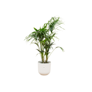 Combi deal en pot Ø26cm. Plante verte type Combi deal, livrée en pot, idéale pour intérieur lumineux.