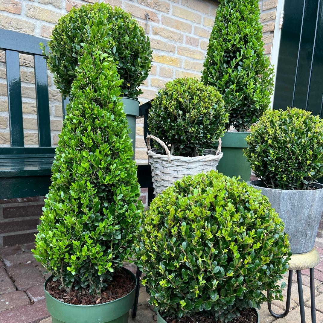 1x Ilex piramide 55 cm hoog | Ø 21 cm en pot. Plante verte type 1x Ilex piramide 55 cm hoog | Ø 21 cm, livrée en pot, idéale pour intérieur lumineux. – Image 3