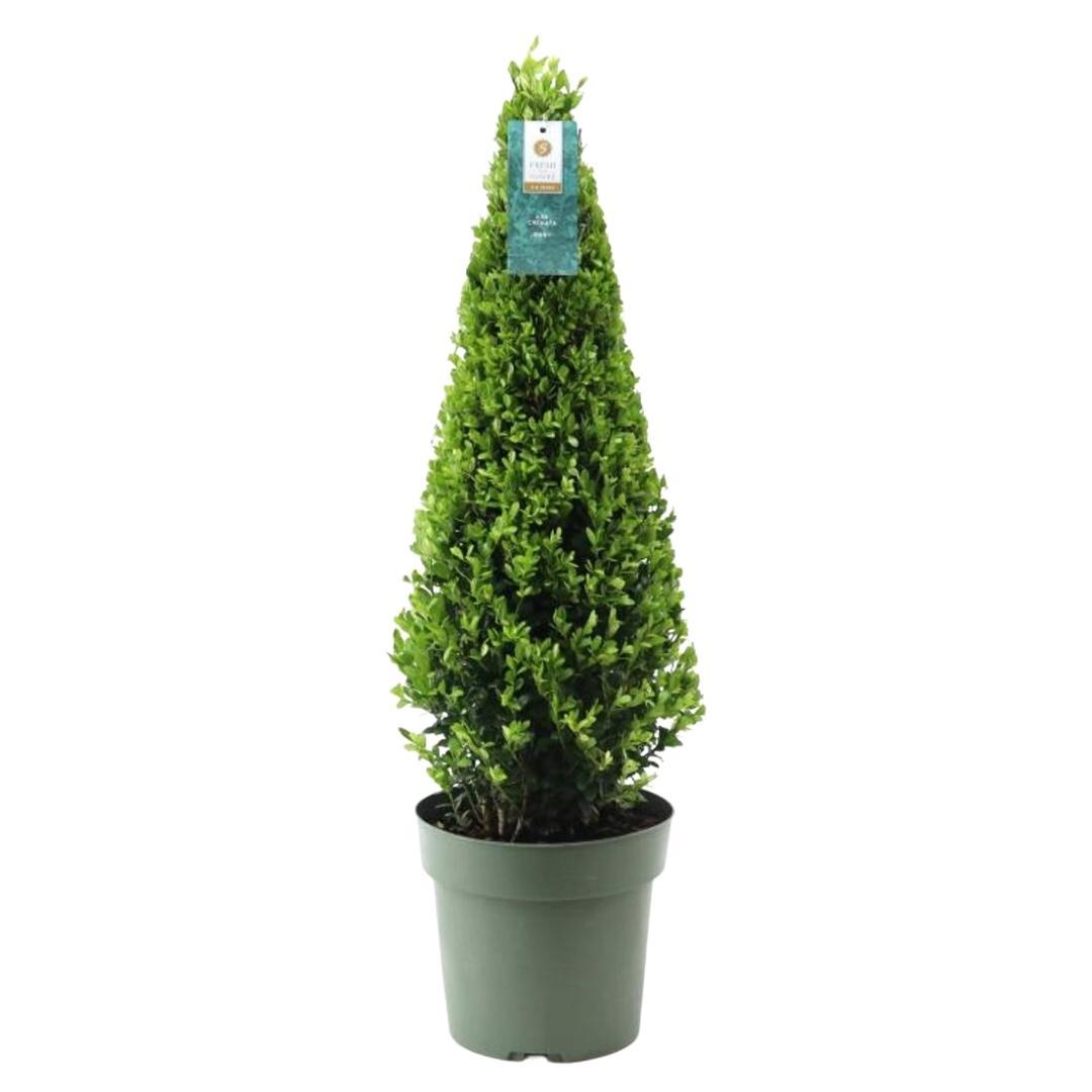 1x Ilex piramide 55 cm hoog | Ø 21 cm en pot. Plante verte type 1x Ilex piramide 55 cm hoog | Ø 21 cm, livrée en pot, idéale pour intérieur lumineux. – Image 4