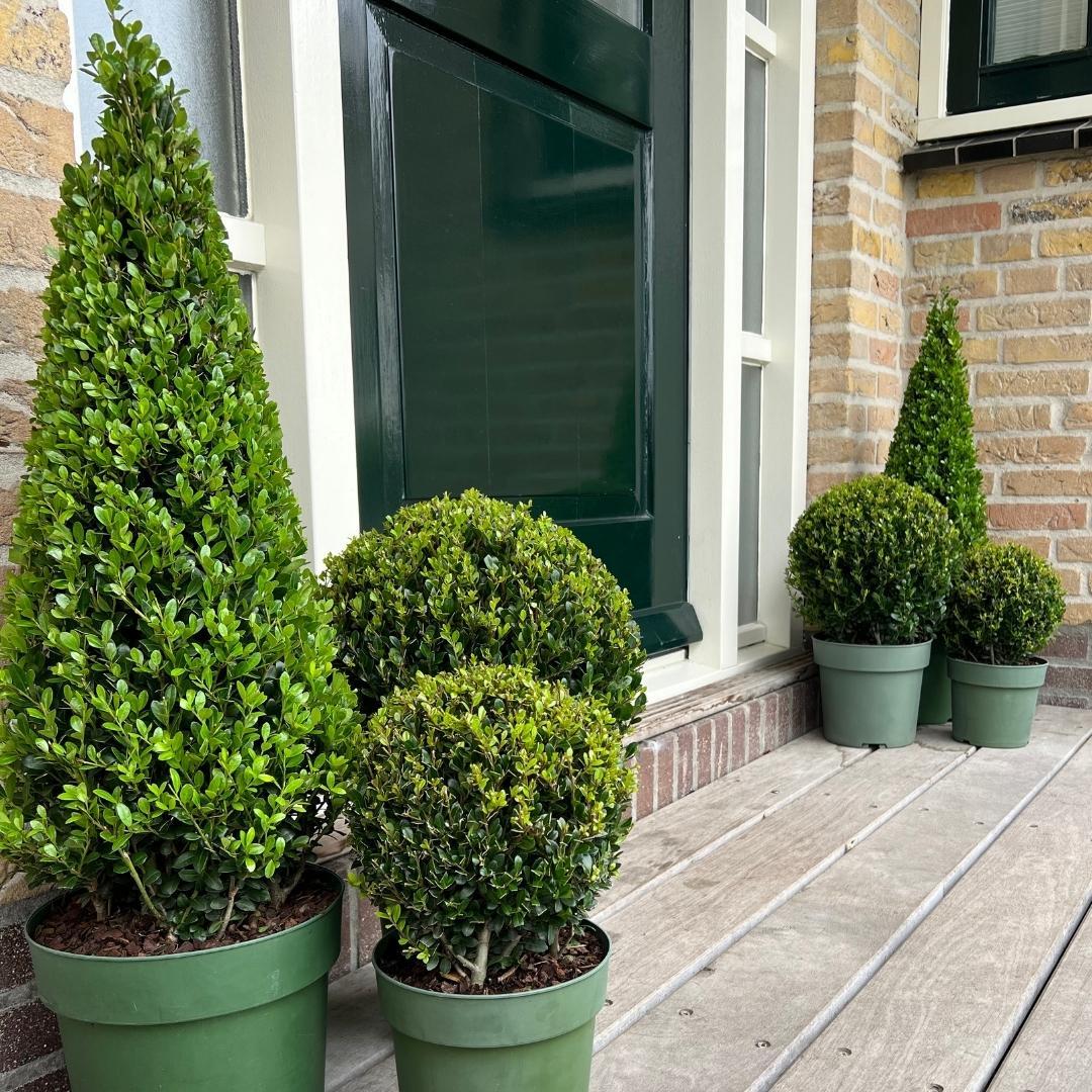 1x Ilex piramide 55 cm hoog | Ø 21 cm en pot. Plante verte type 1x Ilex piramide 55 cm hoog | Ø 21 cm, livrée en pot, idéale pour intérieur lumineux. – Image 5
