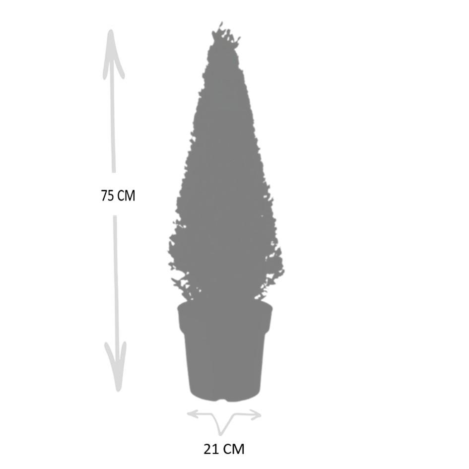1x Ilex piramide 55 cm hoog | Ø 21 cm en pot. Plante verte type 1x Ilex piramide 55 cm hoog | Ø 21 cm, livrée en pot, idéale pour intérieur lumineux. – Image 6