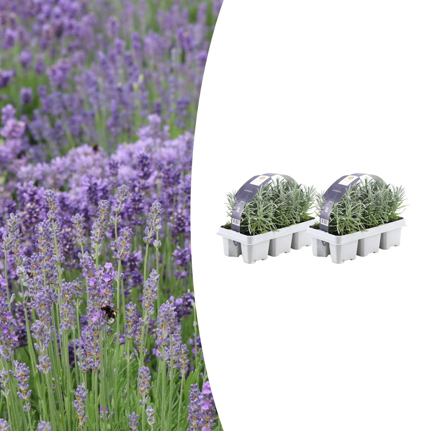 2x 6 pack Lavendel angustifolia en pot Ø7cm  Hauteur 15cm. Plante verte type 2x 6 pack Lavendel angustifolia, livrée en pot, idéale pour intérieur lumineux.