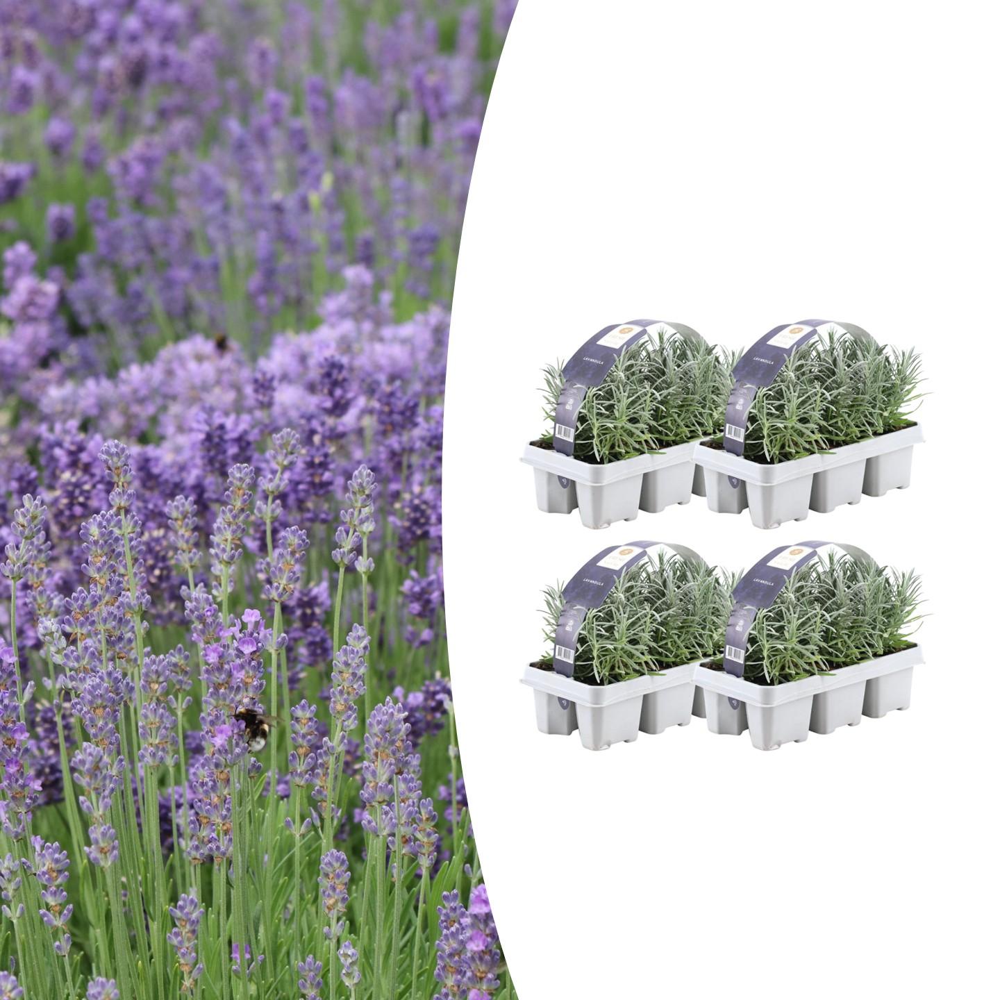 4x 6 pack Lavendel angustifolia en pot Ø7cm  Hauteur 15cm. Plante verte type 4x 6 pack Lavendel angustifolia, livrée en pot, idéale pour intérieur lumineux.