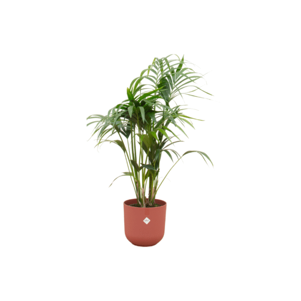 Combi deal en pot Ø26cm. Plante verte type Combi deal, livrée en pot, idéale pour intérieur lumineux.