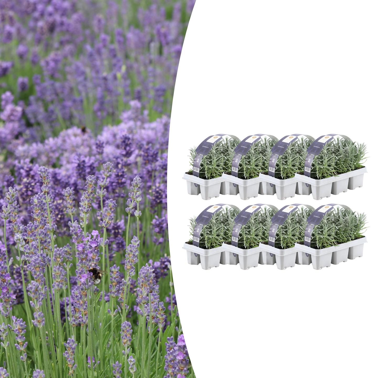 8 x 6 pack Lavendel angustifolia en pot Ø7cm  Hauteur 15cm. Plante verte type 8 x 6 pack Lavendel angustifolia, livrée en pot, idéale pour intérieur lumineux.