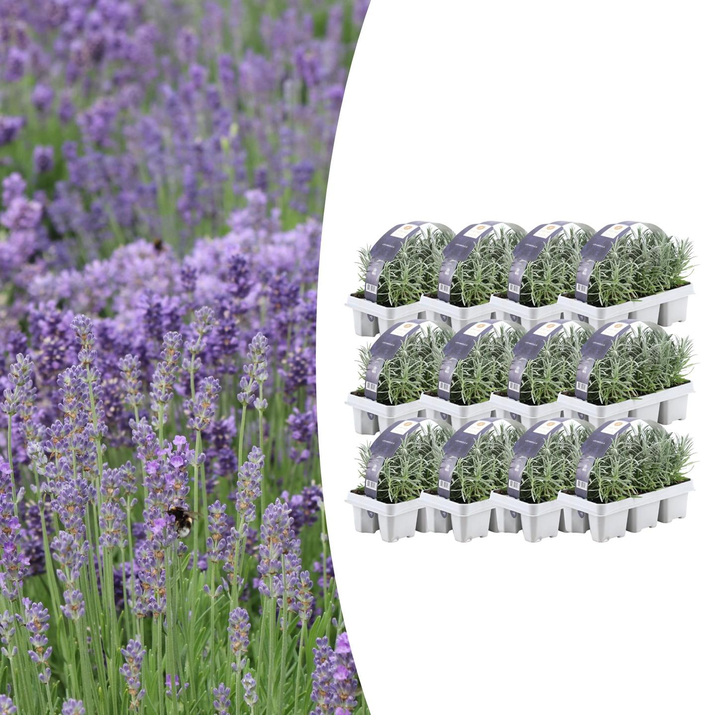 12 x 6 pack Lavendel angustifolia en pot Ø7cm  Hauteur 15cm. Plante verte type 12 x 6 pack Lavendel angustifolia, livrée en pot, idéale pour intérieur lumineux.