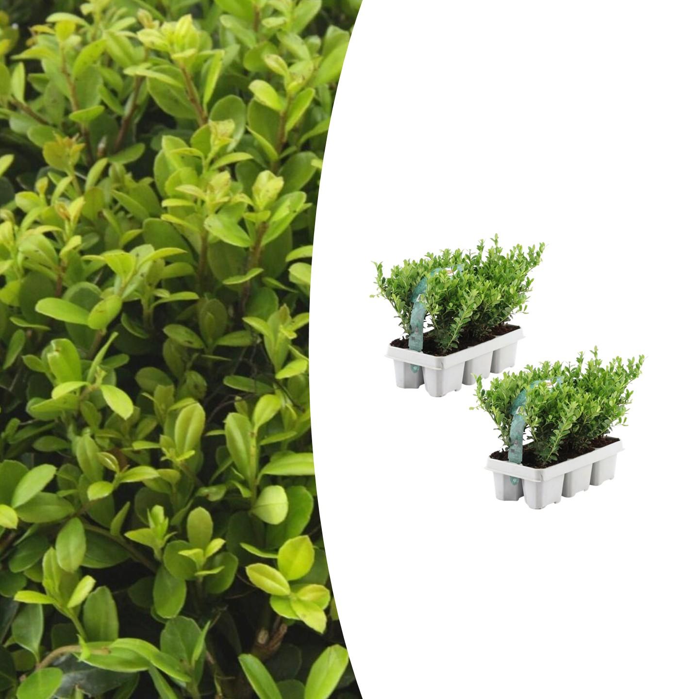2 x 6 pack Ilex crenata 'Jenny' en pot Ø7cm  Hauteur 15cm. Plante verte type 2 x 6 pack Ilex crenata 'Jenny', livrée en pot, idéale pour intérieur lumineux.