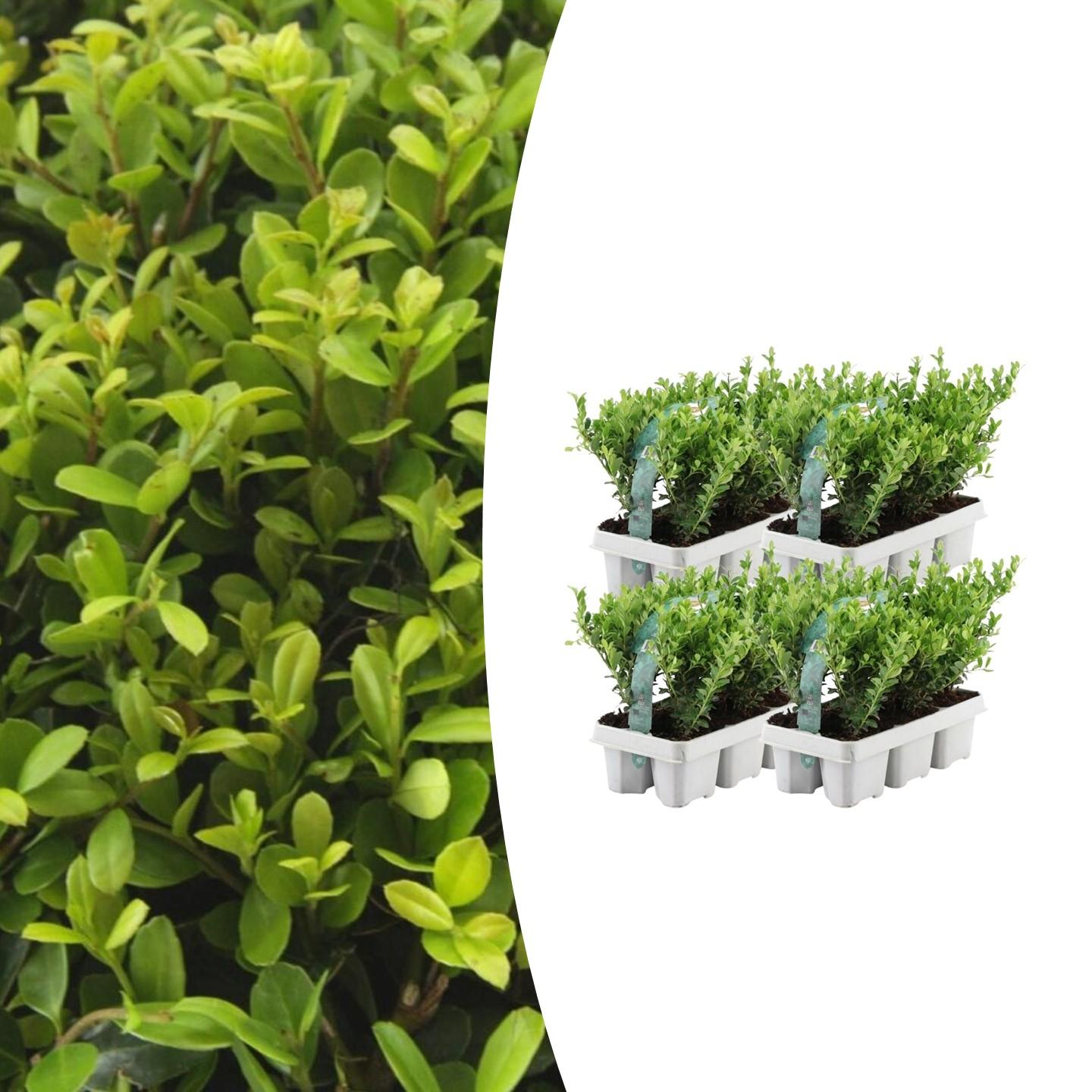 4 x 6 pack Ilex crenata 'Jenny' en pot Ø7cm  Hauteur 15cm. Plante verte type 4 x 6 pack Ilex crenata 'Jenny', livrée en pot, idéale pour intérieur lumineux.