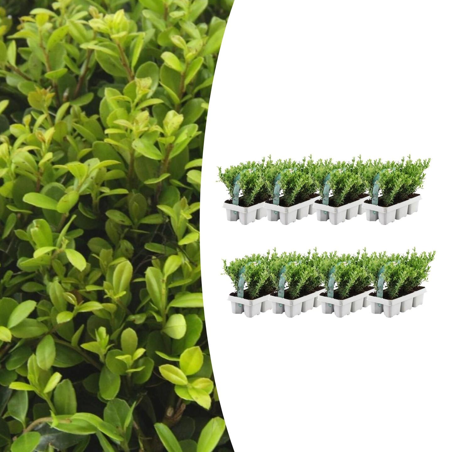 8 x 6 pack Ilex crenata 'Jenny' en pot Ø7cm  Hauteur 15cm. Plante verte type 8 x 6 pack Ilex crenata 'Jenny', livrée en pot, idéale pour intérieur lumineux.
