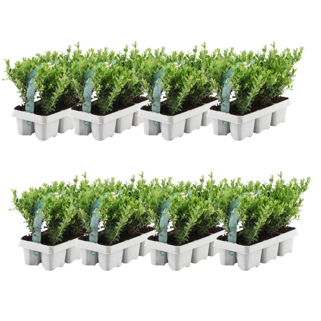 8 x 6 pack Ilex crenata 'Jenny' en pot Ø7cm  Hauteur 15cm. Plante verte type 8 x 6 pack Ilex crenata 'Jenny', livrée en pot, idéale pour intérieur lumineux. – Image 5