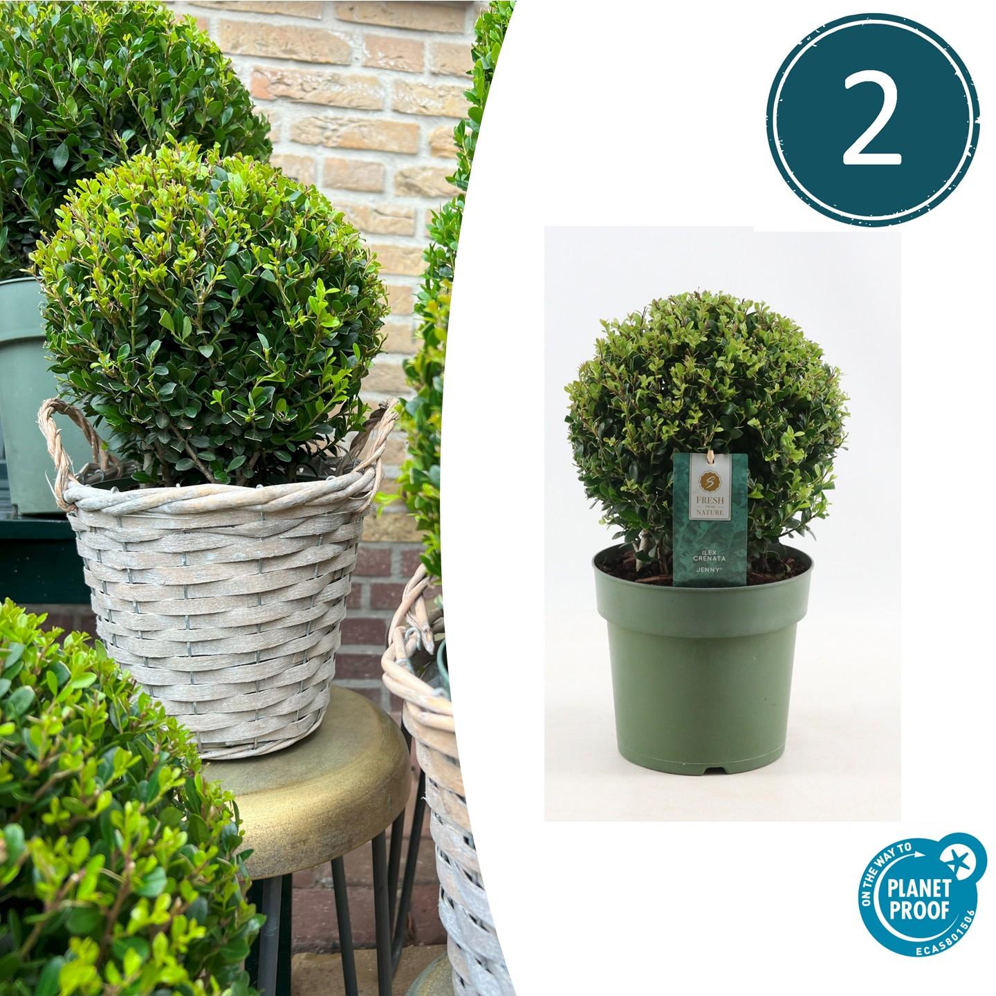 2x Ilex crenata 'Jenny' bol | set van 2 stuks | 20 cm Ø en pot. Plante verte type 2x Ilex crenata 'Jenny' bol | set van 2 stuks | 20 cm Ø, livrée en pot, idéale pour intérieur lumineux.