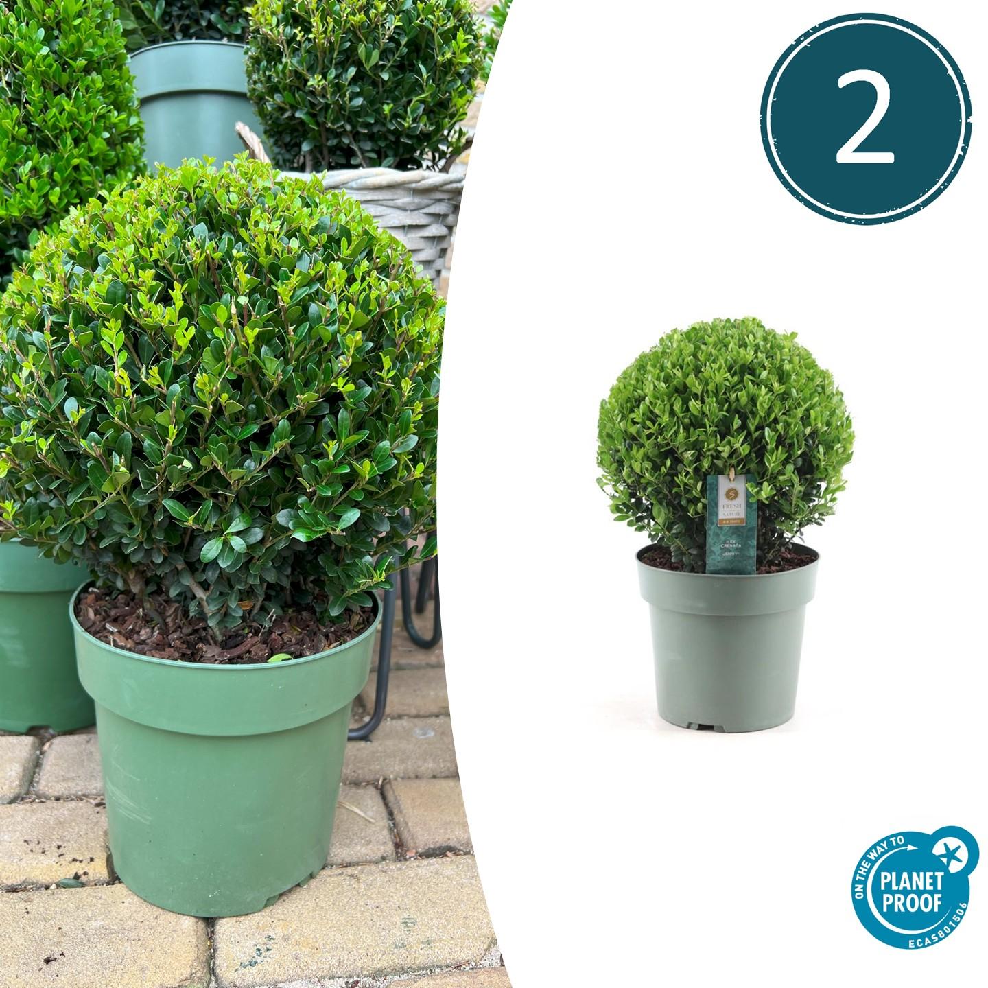 2x Ilex crenata 'Jenny' bol XL | set van 2 stuks | 25 cm Ø en pot. Plante verte type 2x Ilex crenata 'Jenny' bol XL | set van 2 stuks | 25 cm Ø, livrée en pot, idéale pour intérieur lumineux.