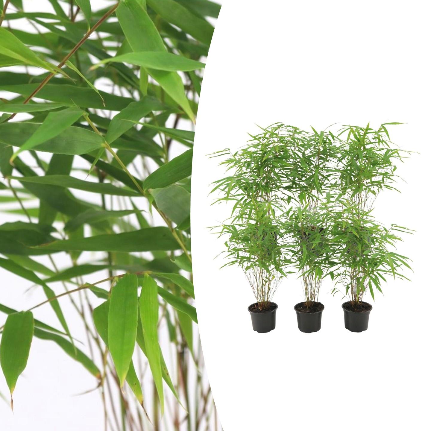 6x Fargesia Rufa Ø13 cm en pot Ø13cm  Hauteur 25cm. Plante verte type 6x Fargesia Rufa Ø13 cm, livrée en pot, idéale pour intérieur lumineux.