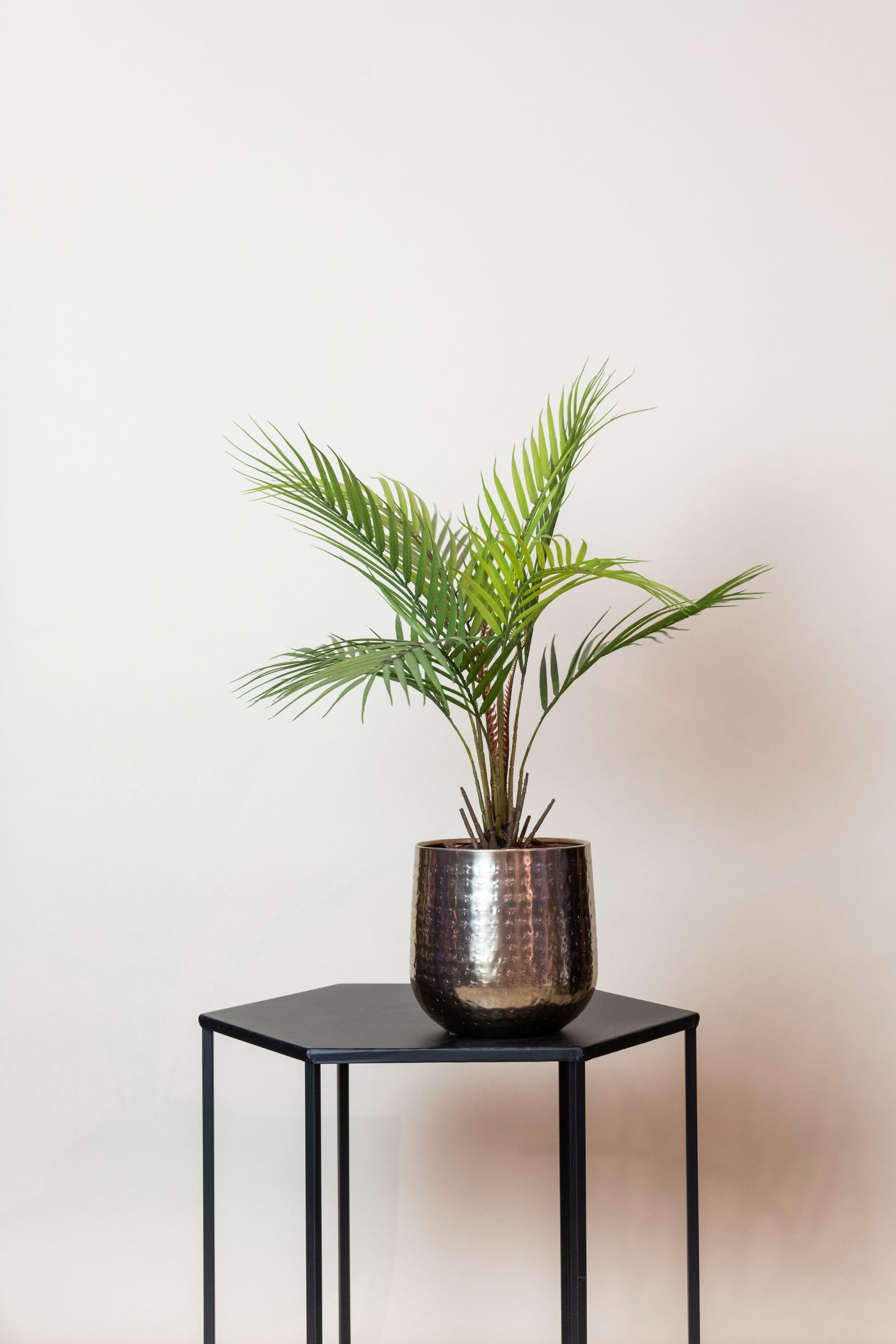 Kunstplant en pot. Plante verte type Kunstplant, livrée en pot, idéale pour intérieur lumineux. – Image 5