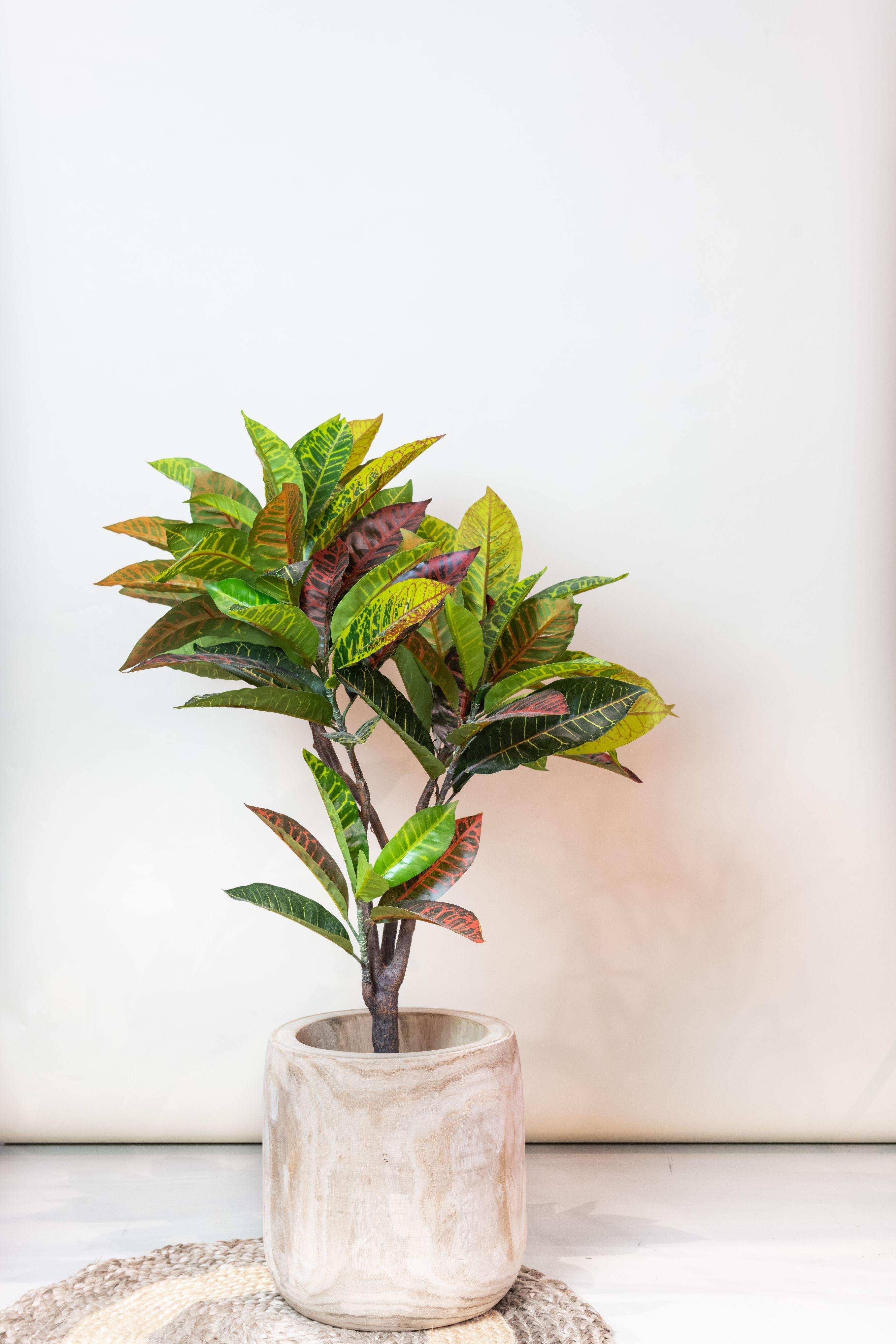 Kunstplant en pot. Plante verte type Kunstplant, livrée en pot, idéale pour intérieur lumineux. – Image 5