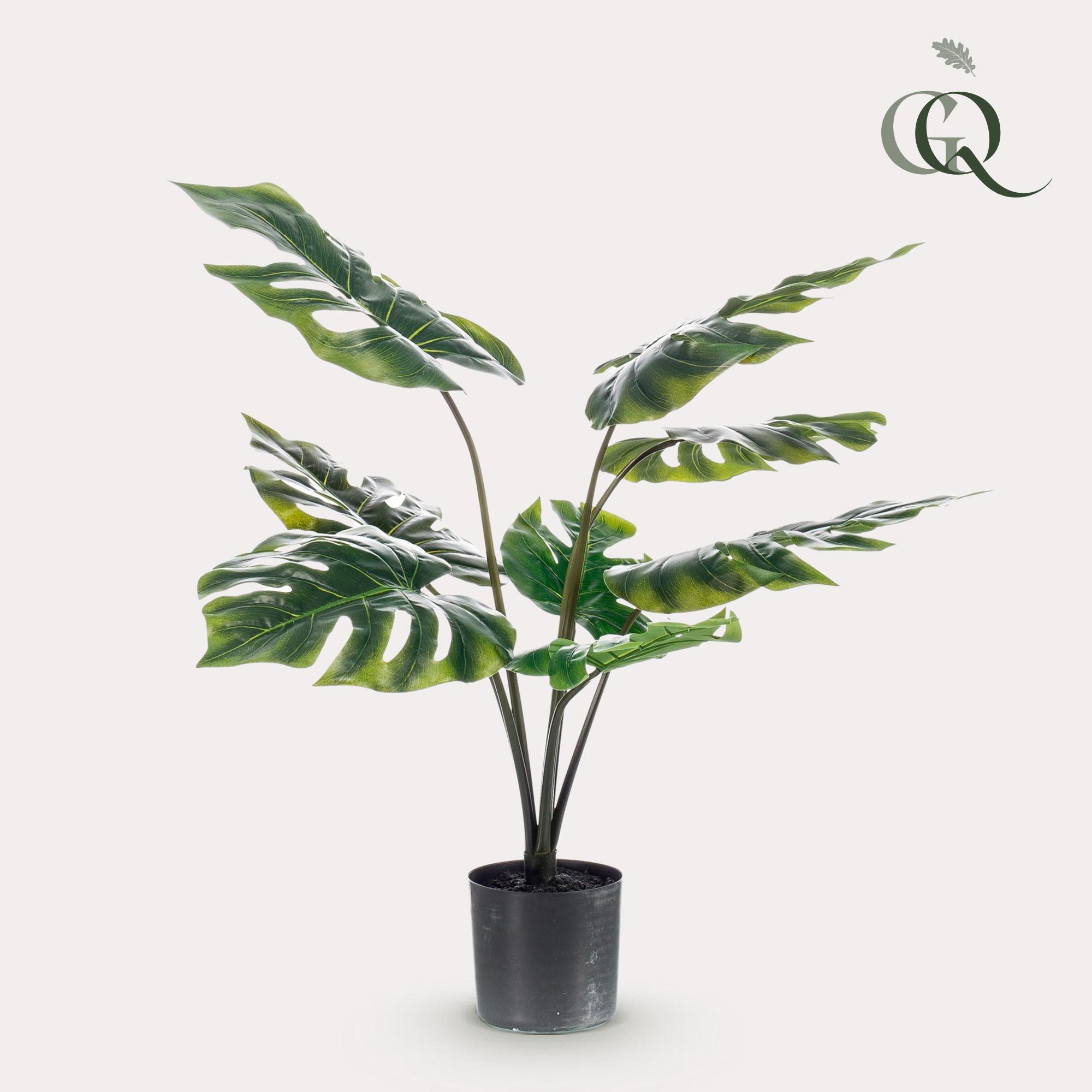 Monstera Deliciosa en pot. Plante verte type Monstera Deliciosa, livrée en pot, idéale pour intérieur lumineux.