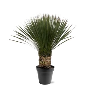 Yucca Rostrata en pot Ø38cm. Plante verte type Yucca Rostrata, livrée en pot, idéale pour intérieur lumineux.