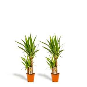 2x Yucca en pot Ø17cm. Plante verte type 2x Yucca, livrée en pot, idéale pour intérieur lumineux.