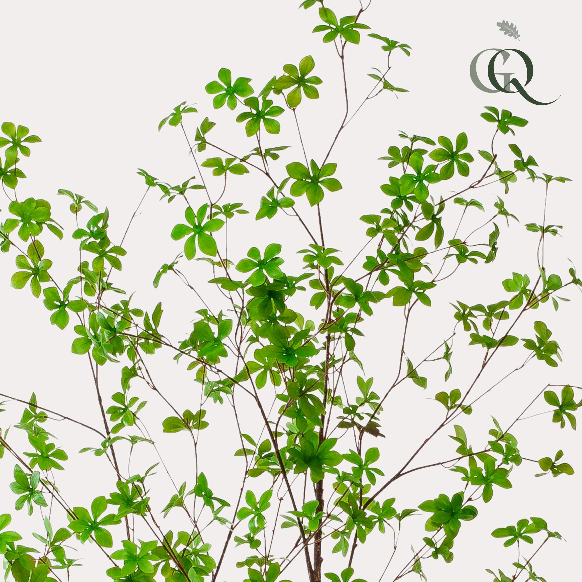 Kunstplant en pot. Plante verte type Kunstplant, livrée en pot, idéale pour intérieur lumineux. – Image 2