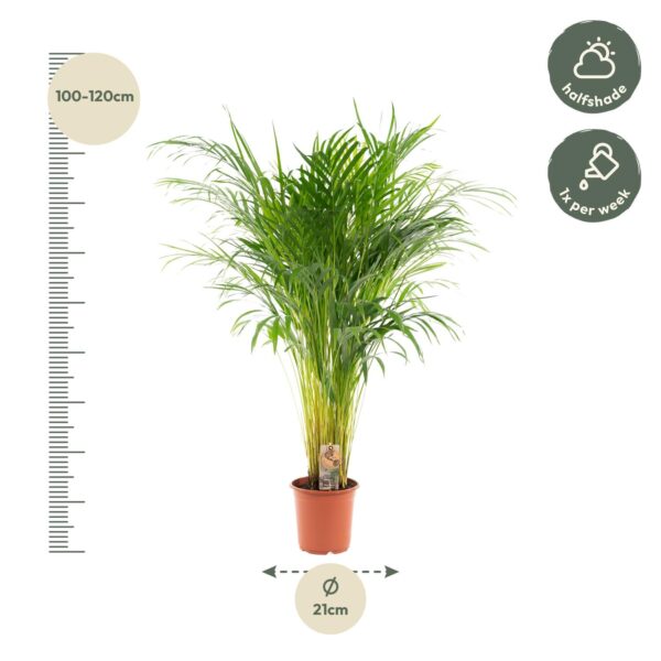 Areca palm en pot Ø21cm  Hauteur 110cm. Plante verte type Areca palm, livrée en pot, idéale pour intérieur lumineux. – Image 10