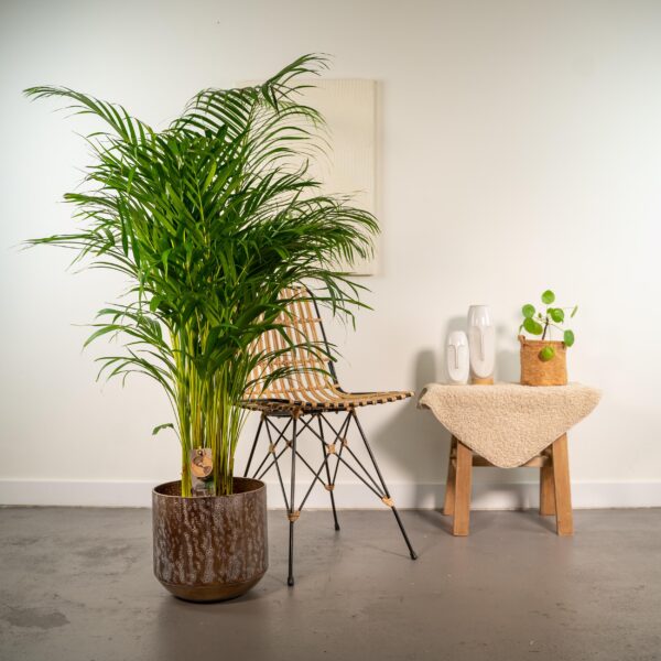 Areca palm met pot en pot Ø24cm. Plante verte type Areca palm met pot, livrée en pot, idéale pour intérieur lumineux. – Image 2