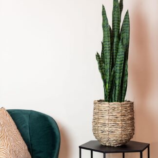 Kunstplant en pot. Plante verte type Kunstplant, livrée en pot, idéale pour intérieur lumineux.