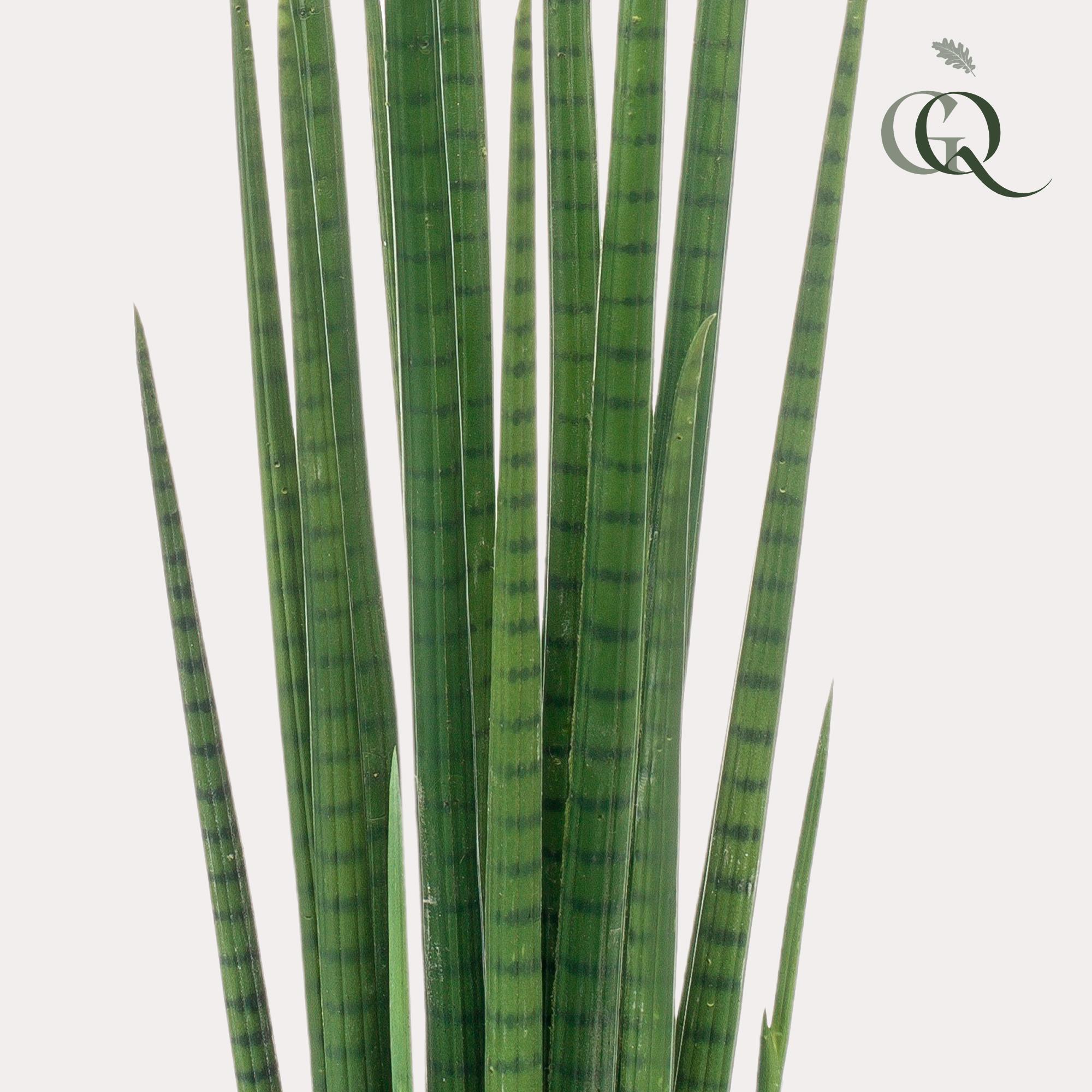 Kunstplant en pot. Plante verte type Kunstplant, livrée en pot, idéale pour intérieur lumineux. – Image 2